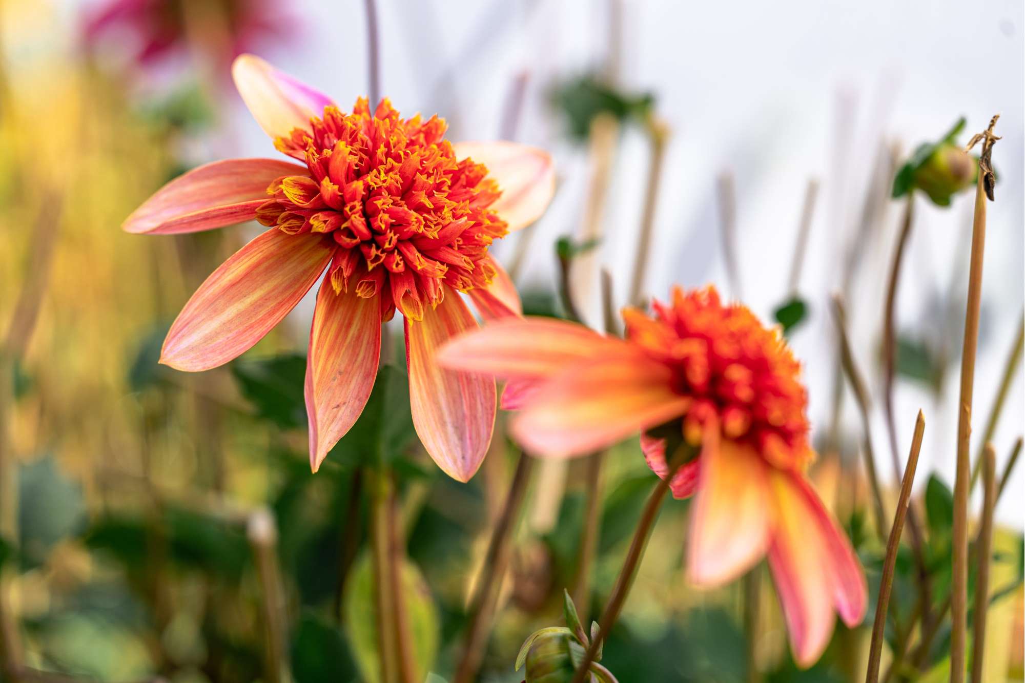 Dahlia 'Totally Tangerine'